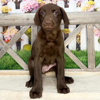 Female Labrador Retriever puppy named Dolly for sale at Petland Blue Springs.