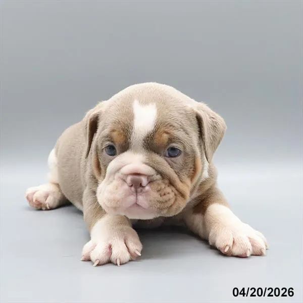 Male Beabull puppy for sale at Petland Blue Springs.
