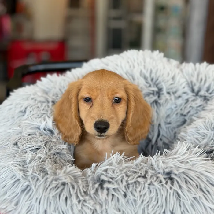Male Dachshund puppy named Luke for sale at Petland North Kansas.