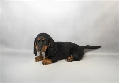 Female Dachshund puppy for sale at Petland North Kansas.