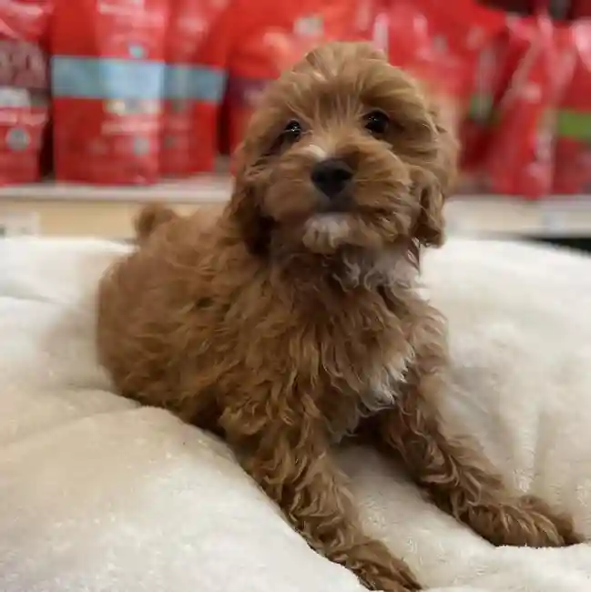 Male Cavapoo Puppy for Sale in Blue Springs, MO