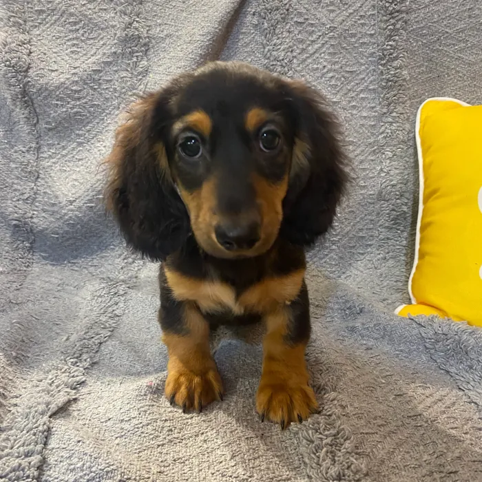 Male Dachshund puppy named Edward for sale at Petland North Kansas.