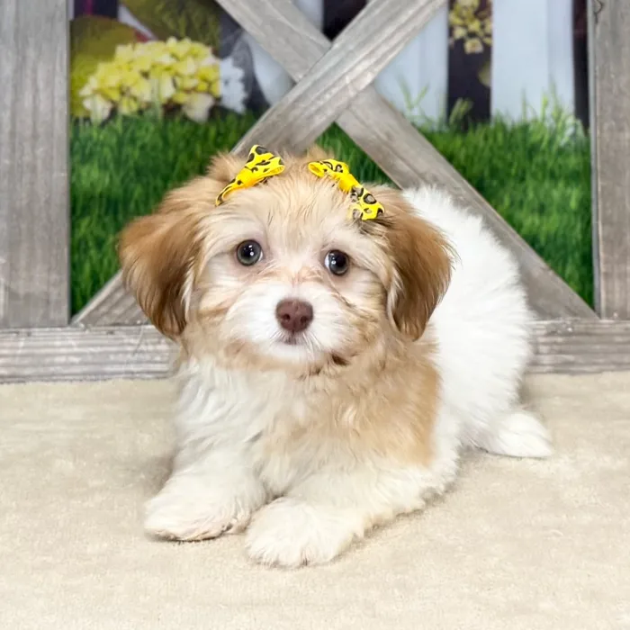 Female Havanese puppy for sale at Petland Blue Springs.