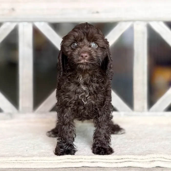 Female Cockapoo puppy for sale at Petland Blue Springs.