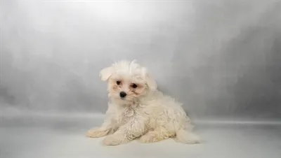 Female Maltese puppy for sale at Petland North Kansas.