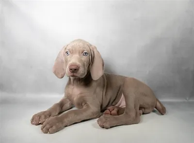 Male Weimaraner puppy named Bluey for sale at Petland North Kansas.