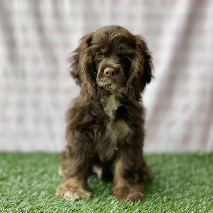 Male Cocker Spaniel Puppy for sale