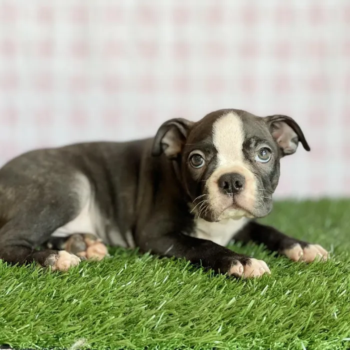 Male Boston Terrier Puppy for sale
