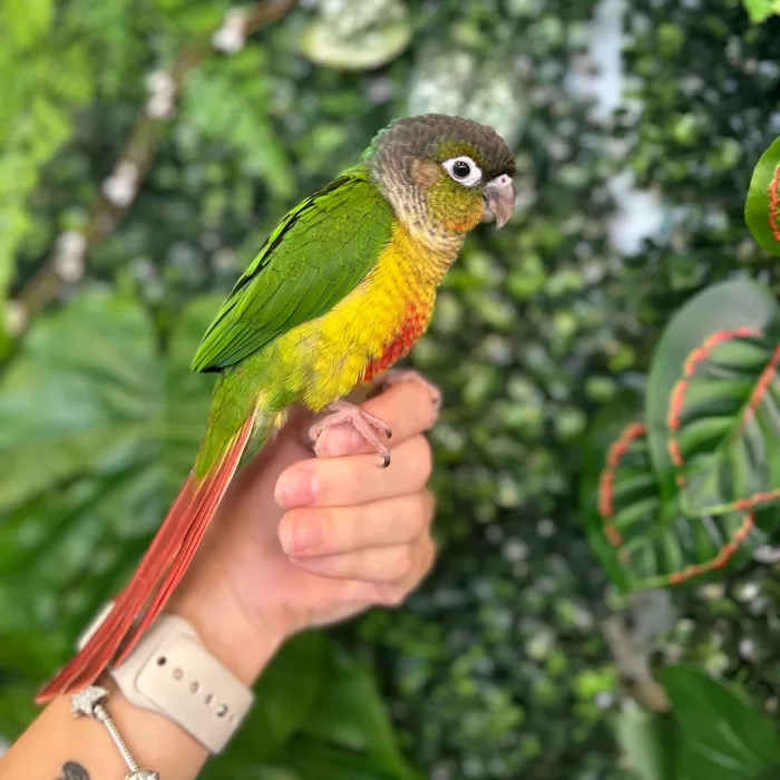Unknown Green Cheek Conure bird named David for sale at Petland Blue Springs.