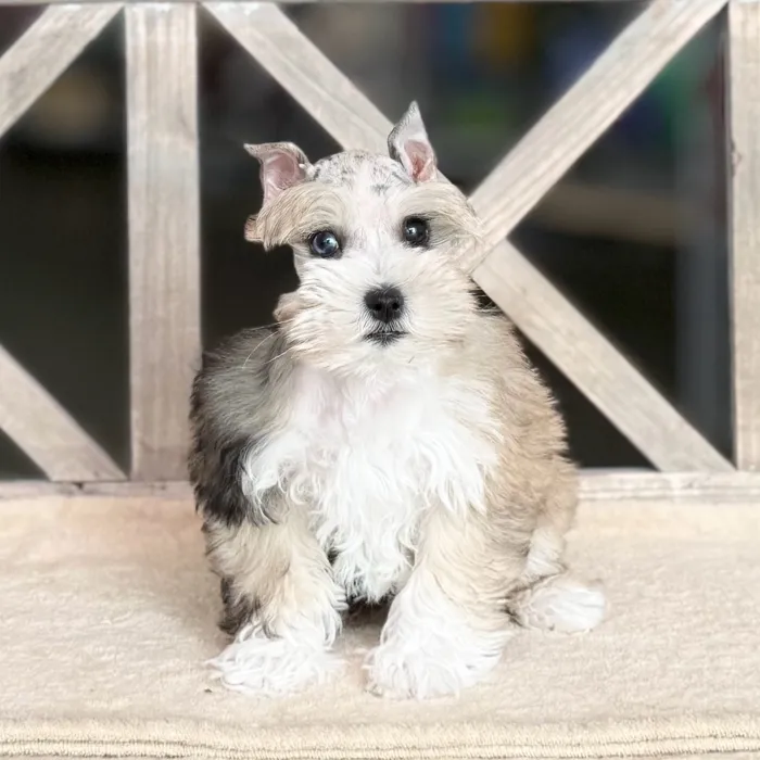 Female Mini Schnauzer puppy named Mabel for sale at Petland Blue Springs.