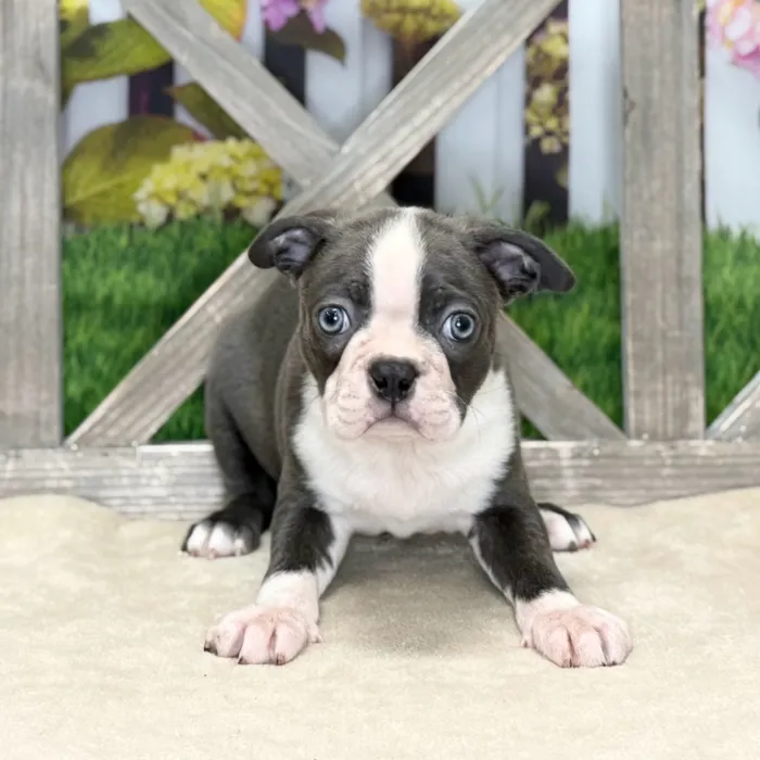 Male Boston Terrier puppy named Cameron for sale at Petland Blue Springs.