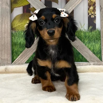 Female Dachshund puppy named Gamora for sale at Petland Blue Springs.