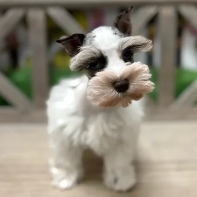 Female Mini Schnauzer puppy named Cupcake for sale at Petland North Kansas.