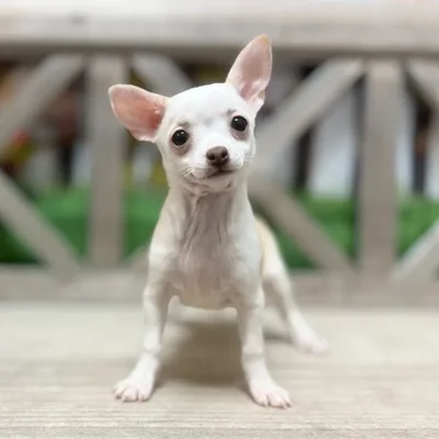 Female Chihuahua puppy named Peanut for sale at Petland North Kansas.