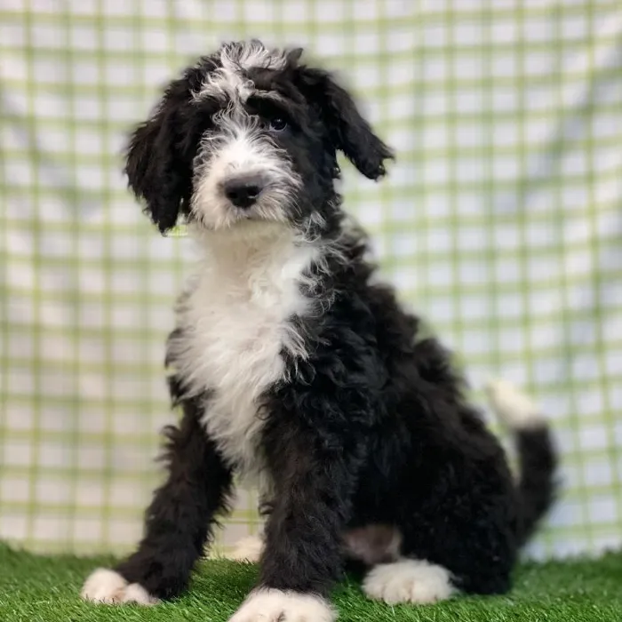 Male Bernedoodle Puppy for sale