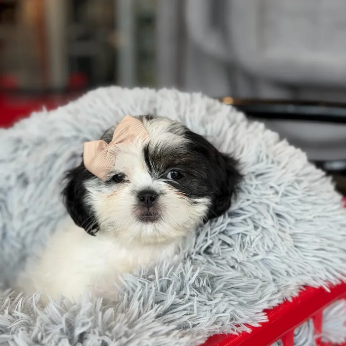 Female Shih Tzu puppy named Shelly for sale at Petland North Kansas.