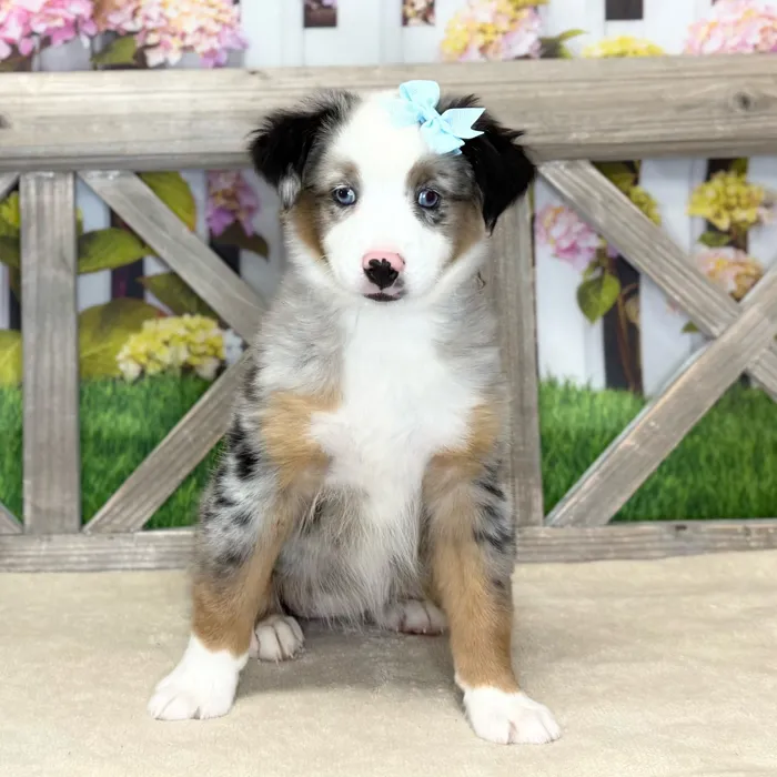 Female Miniature American Shepherd puppy named Reba for sale at Petland Blue Springs.
