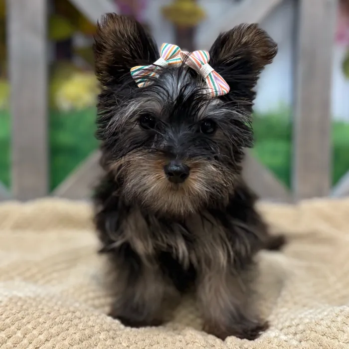 Female Yorkie puppy named Maiya for sale at Petland Blue Springs.