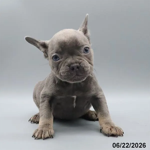 Female French Bulldog puppy for sale at Petland Blue Springs.