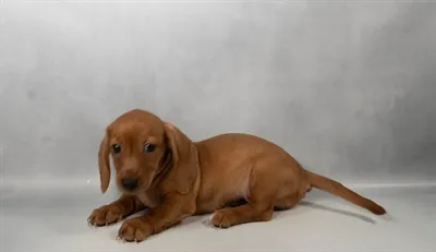 Male Dachshund puppy for sale at Petland North Kansas.