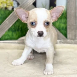 Female Chihuahua puppy for sale at Petland Blue Springs.