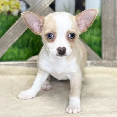 Female Chihuahua puppy named Madi for sale at Petland Blue Springs.