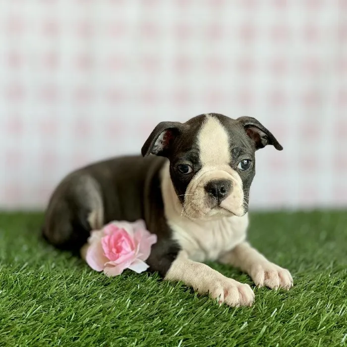 Female Boston Terrier Puppy for sale
