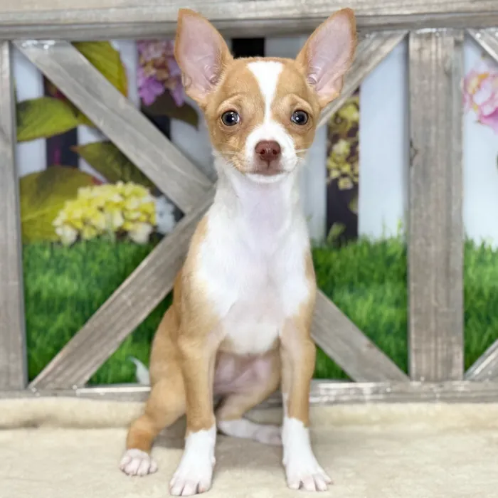 Female Chihuahua puppy named Angelina for sale at Petland Blue Springs.