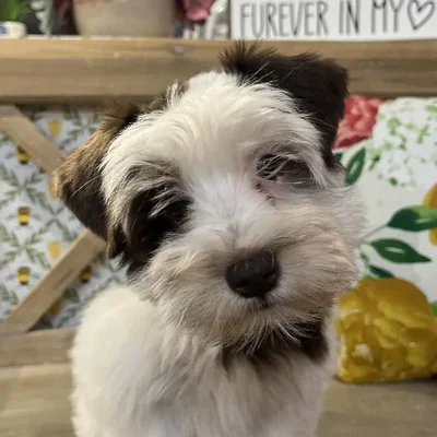 Female Mini Schnauzer Puppy for Sale in Kansas City, MO