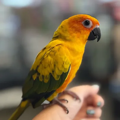 Female Sun Conure bird named Carey for sale at Petland Blue Springs.