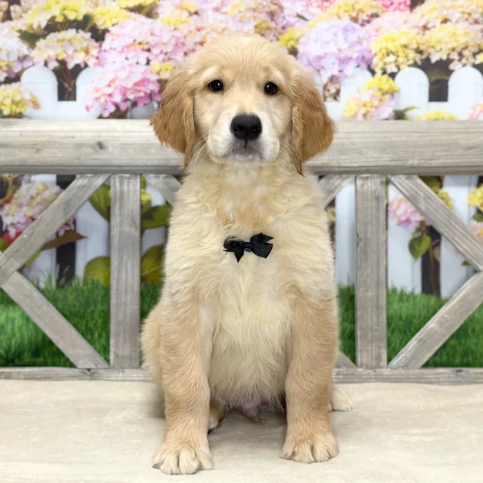 Male Golden Retriever puppy for sale at Petland Blue Springs.