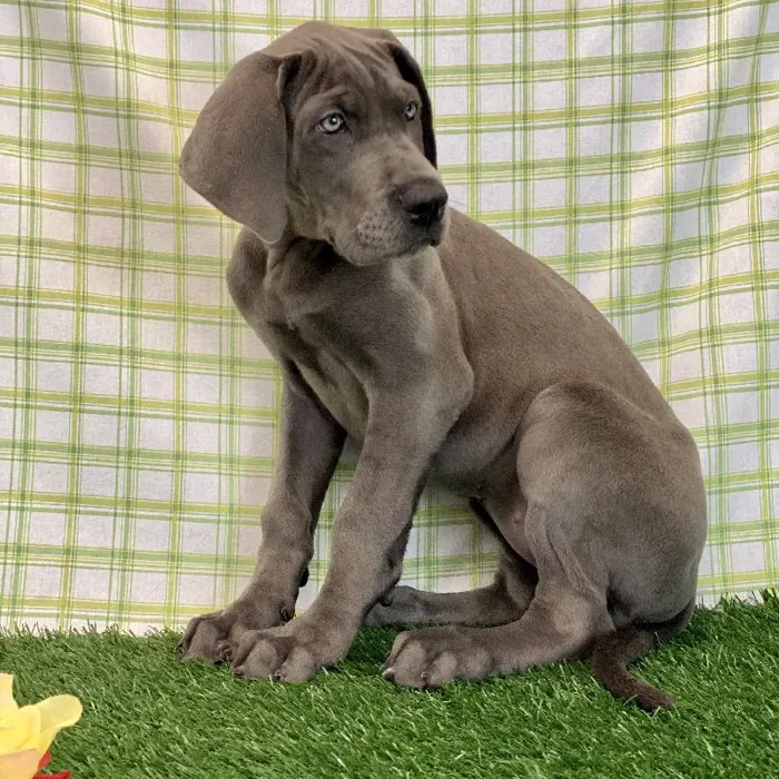Female Great Dane Puppy for sale