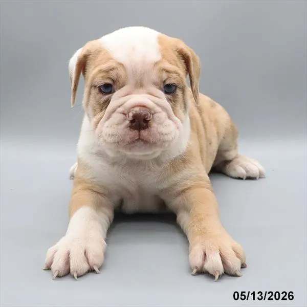 Female Victorian Bulldog puppy named Cookie for sale at Petland North Kansas.