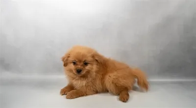 Female Pomeranian puppy for sale at Petland North Kansas.