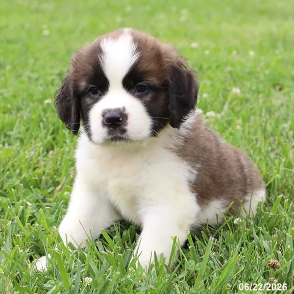 Male Saint Bernard puppy for sale at Petland Blue Springs.
