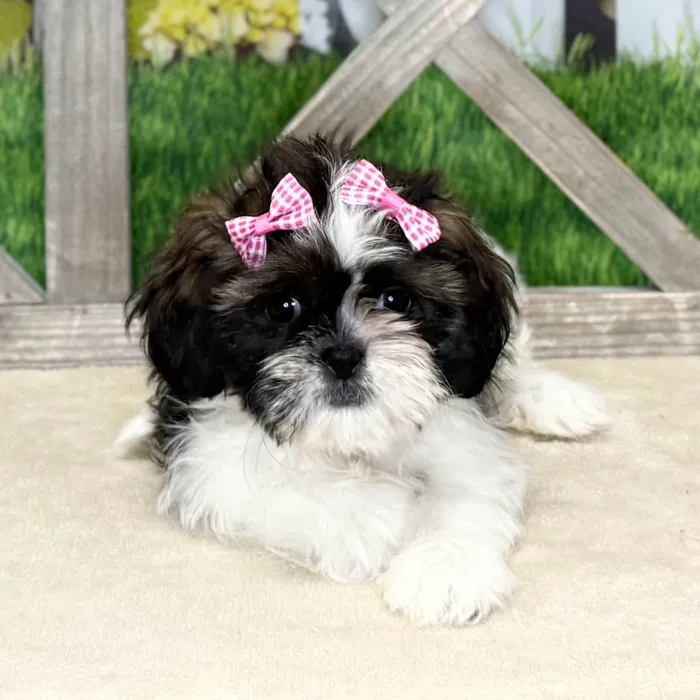 Female Shih Tzu puppy named Chloe for sale at Petland Blue Springs.