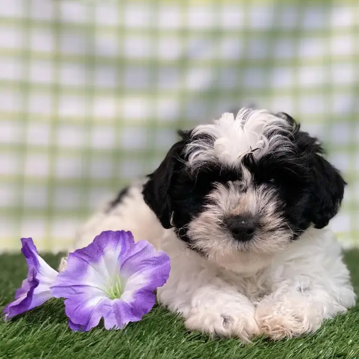 Male Teddy Bear Puppy for sale