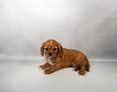 Male Cavalier King Charles Spaniel puppy for sale at Petland Blue Springs.