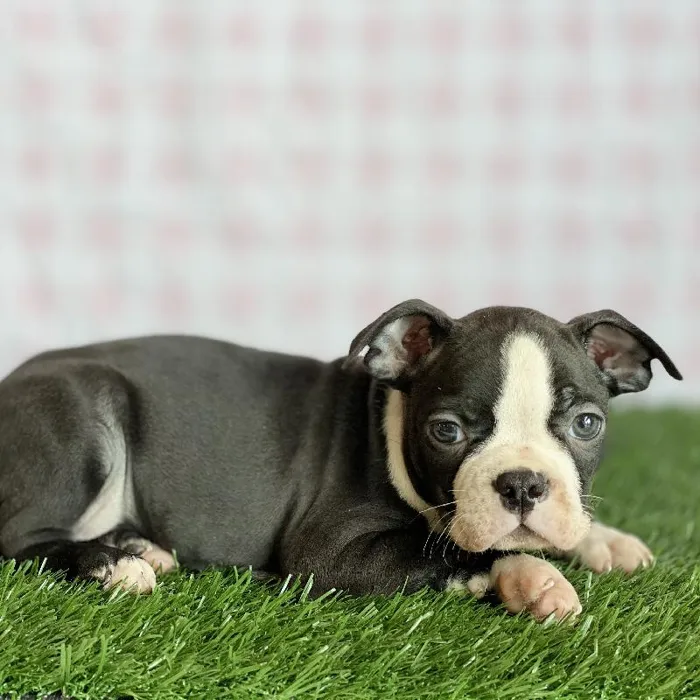 Male Boston Terrier Puppy for sale