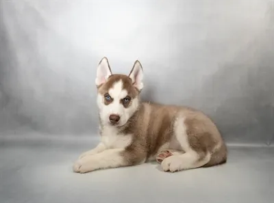 Male Siberian Husky puppy for sale at Petland North Kansas.