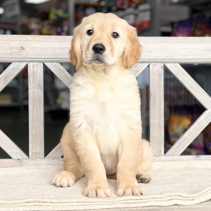 Female Golden Retriever puppy for sale at Petland Blue Springs.