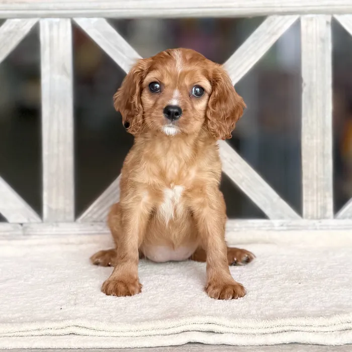 Female Cavalier King Charles Spaniel puppy for sale at Petland Blue Springs.