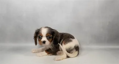 Female Cavalier King Charles Spaniel puppy named Summer for sale at Petland Blue Springs.