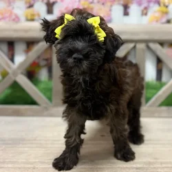 Female Mini Woodle puppy named Daphne for sale at Petland Blue Springs.