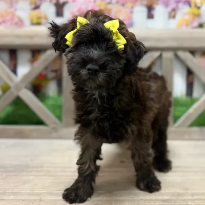 Female Mini Woodle puppy named Daphne for sale at Petland Blue Springs.