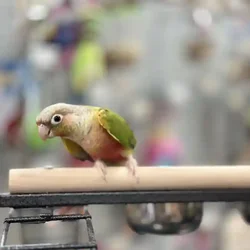 car_main_img_/media/ap_media/pets/MBZSQAVNZDFD60218.webp.250x250_q85.webp