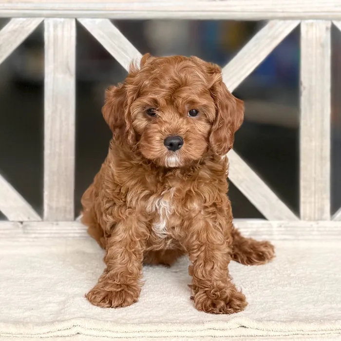 Male Cavapoo puppy named Charlie for sale at Petland Blue Springs.