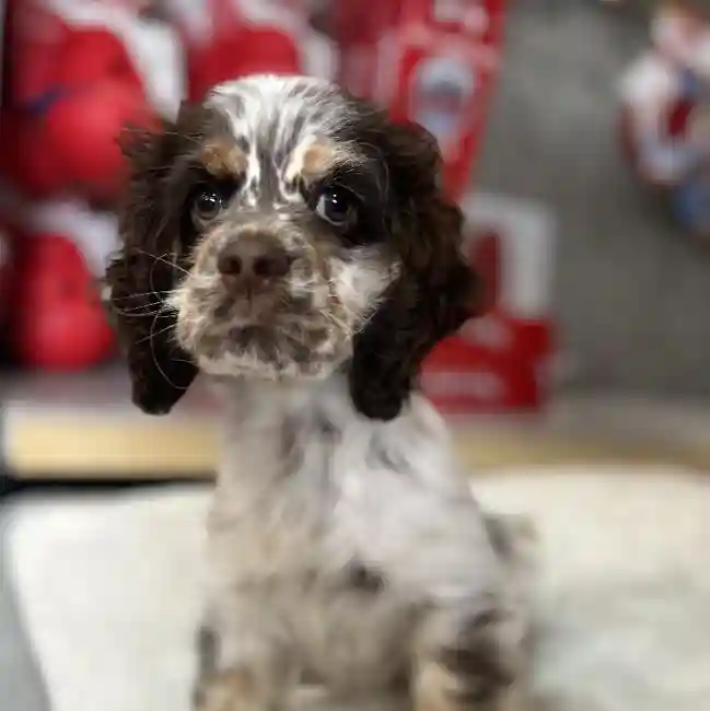 Male Cocker Spaniel Puppy for Sale in Blue Springs, MO