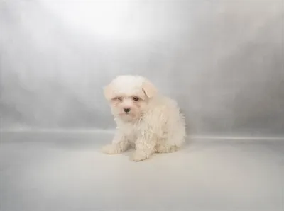 Female Maltese puppy for sale at Petland North Kansas.