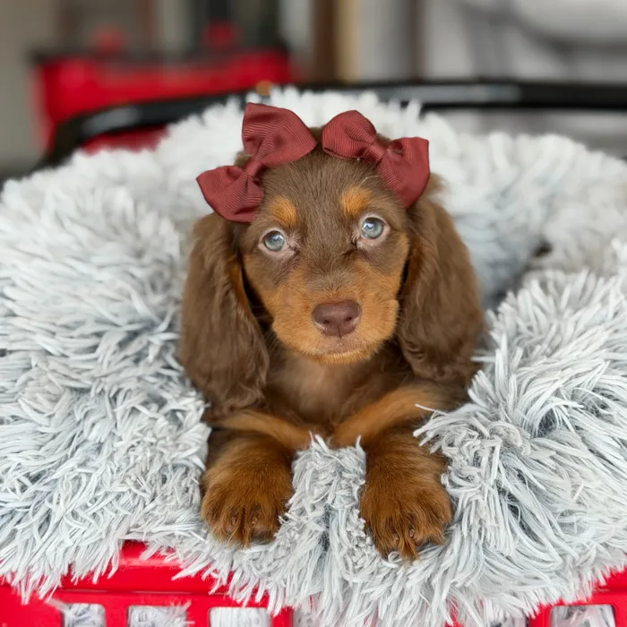 Female Dachshund puppy named Rachel for sale at Petland North Kansas.